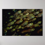 School of inch-long glassfish poster