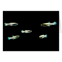School of Least Killifish Card