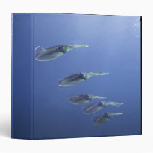 School of squid in the Caribbean 3 Ring Binder
