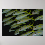 School of yellowstripe coatfish posters