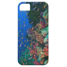 Schooling Fairy Basslets (Pseudanthias iPhone 5 Cases