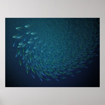 'Schooling FlameFish' Poster by SBricker