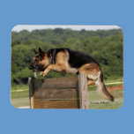 Schutzhund German Shepherd Dog Jumping magnets