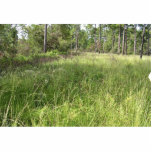 Schwalbea americana habitat photo cutouts