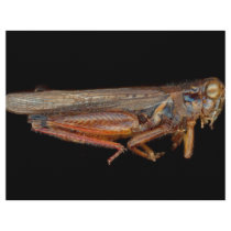 Science - Entomology - The specimin Flyers