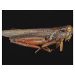 Science - Entomology - The specimin flyers