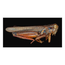 Science - Entomology - The specimin Photo Cards