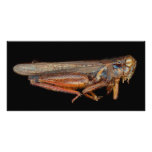 Science - Entomology - The specimin Photo Cards