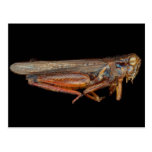 Science - Entomology - The specimin Postcard