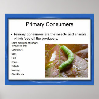 chain food poster consumers primary science