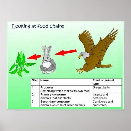 The Food Chain Posters The Food Chain Prints Art Prints Poster Designs Biology Diagrams