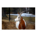 Scimitar-Horned Oryx posters by almedic104 Scimitar-Horned Oryx posters