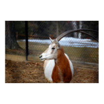 Scimitar-Horned Oryx posters