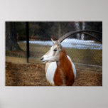 Scimitar-Horned Oryx Poster