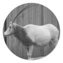 Scimitar-Horned Oryx stickers by crittercircus Scimitar-Horned Oryx stickers