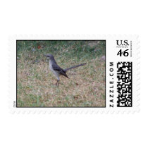 Scissor tailed Bird postage