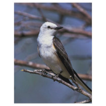 Scissor-tailed Flycatcher Full Color Flyer