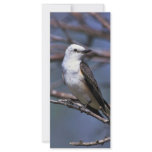 Scissor-tailed Flycatcher Rack Card Template