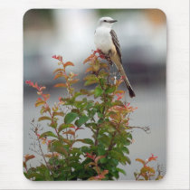 scissortail flycarcher mousepads by shielarb scissortail flycarcher mousepads