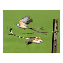 Scissortails in Flight Post Cards