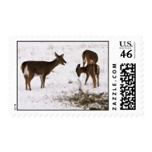 Scolding Postage