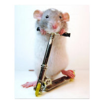 Scootimus Rattus posters