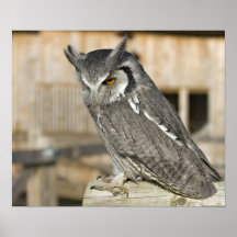 Scops Owl Print