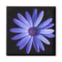 Scorpio Lucky Flower (blue celandine) magnet