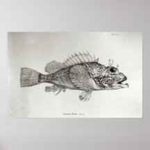 Scorpion Fish Print