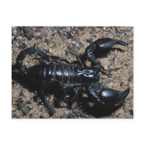 Scorpion postcards by animalworld Scorpion postcards