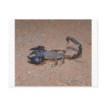 Scorpion Post Card