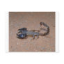 Scorpion Post Card