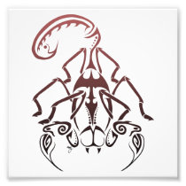 Scorpion Print Photograph