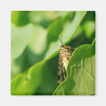 Scorpionfly Fridge Magnets