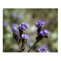 Scorpionweed Purple Wildflower posters by TranquilityPhoto Scorpionweed Purple Wildflower posters
