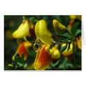Scotch Broom Blossoms cards by OrcaWatcher Scotch Broom Blossoms cards
