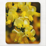 Scotch Broom Mousepad