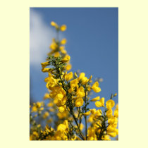 Scotch Broom Wildflowers posters