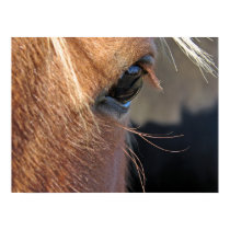 Scotch extreme closeup posters by angelandspot Scotch extreme closeup posters