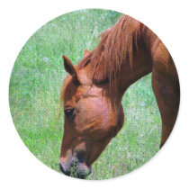 Scotch Sticker