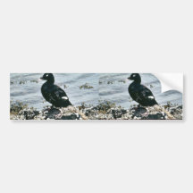 Scoter Ducks Bumper Stickers
