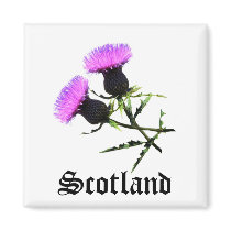 Scotland, thistle refrigerator magnet