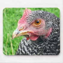 Scots Grey Hen Chicken - Poultry mousepads by SnapiKat Scots Grey Hen Chicken - Poultry mousepads