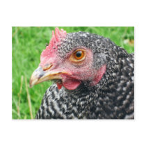 Scots Grey Hen - Poultry Postcard
