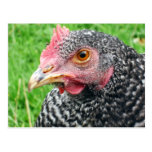 Scots Grey Hen - Poultry Postcard postcards
