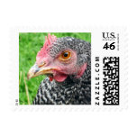 Scots Grey Hen - Rare Chicken Breeds - Small postage