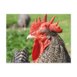 Scots Grey Rooster | Chicken Postcards