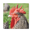Scots Grey Rooster Photography Magnet