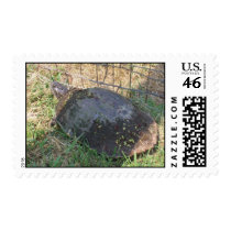 SCOTT ARKANSAS SNAPPING TURTLE postage by GAMMA4291963 SCOTT ARKANSAS SNAPPING TURTLE postage