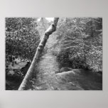 Scott Creek posters